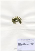 藏品(白果胞藻)的圖片